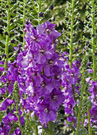 Verbascum 'Blue Pixie'